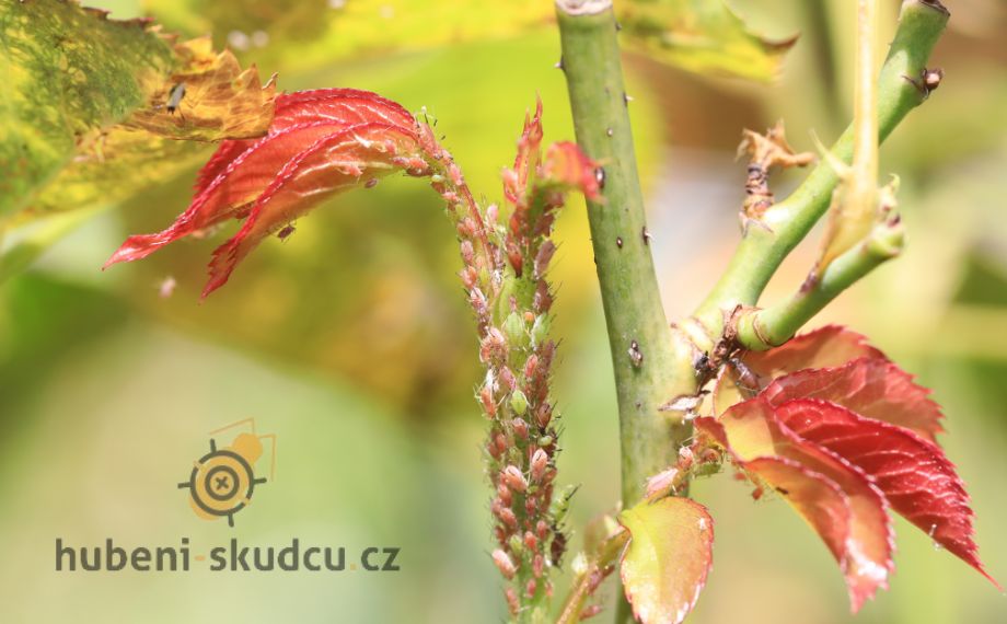 mšice růžová - Macrosiphum rosae